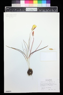 Tulipa clusiana image