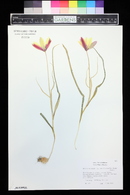 Tulipa clusiana image