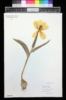 Tulipa gesneriana image