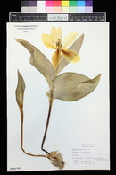 Tulipa fosteriana image