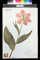 Tulipa fosteriana image