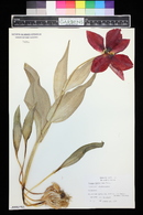 Tulipa fosteriana image