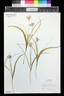 Tulipa humilis image