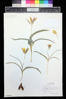 Image of Tulipa kolpakowskiana