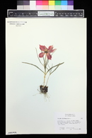 Image of Tulipa linifolia