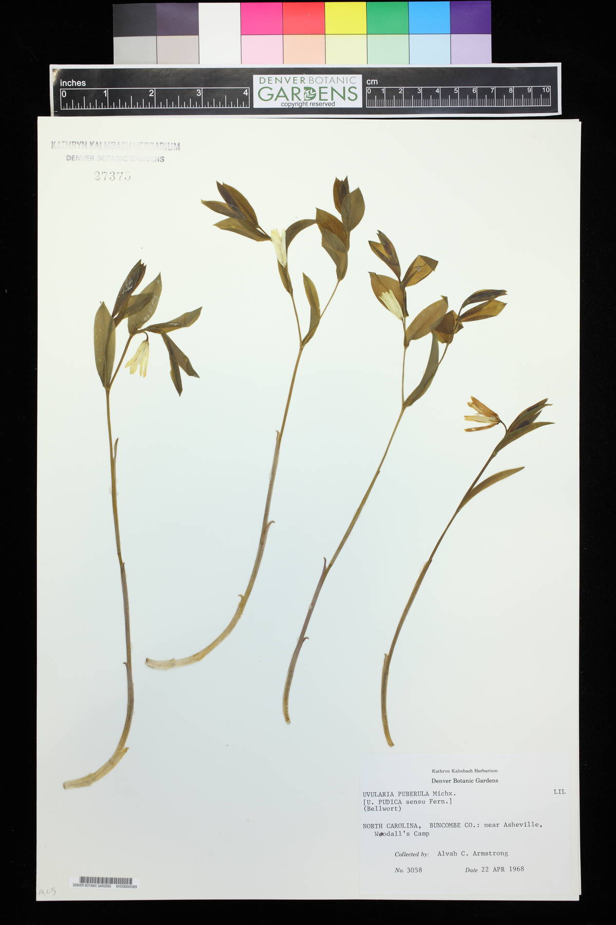 Uvularia puberula var. nitida image