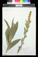 Veratrum californicum image