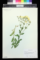 Linum flavum image