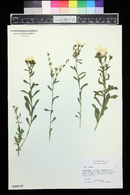 Linum flavum image