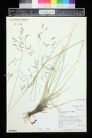 Deschampsia cespitosa var. cespitosa image