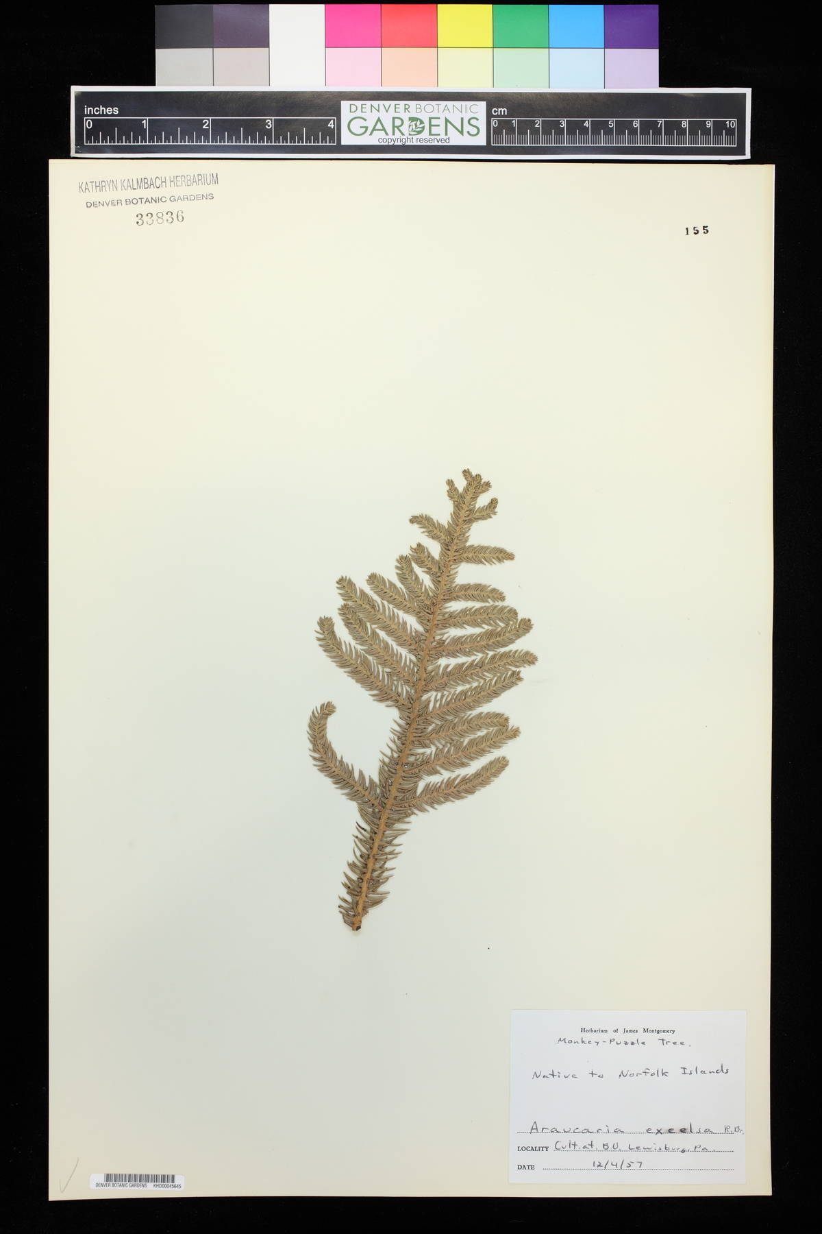 Araucaria columnaris image