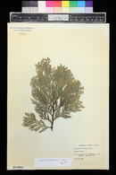 Calocedrus decurrens image