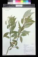 Salix amygdaloides image