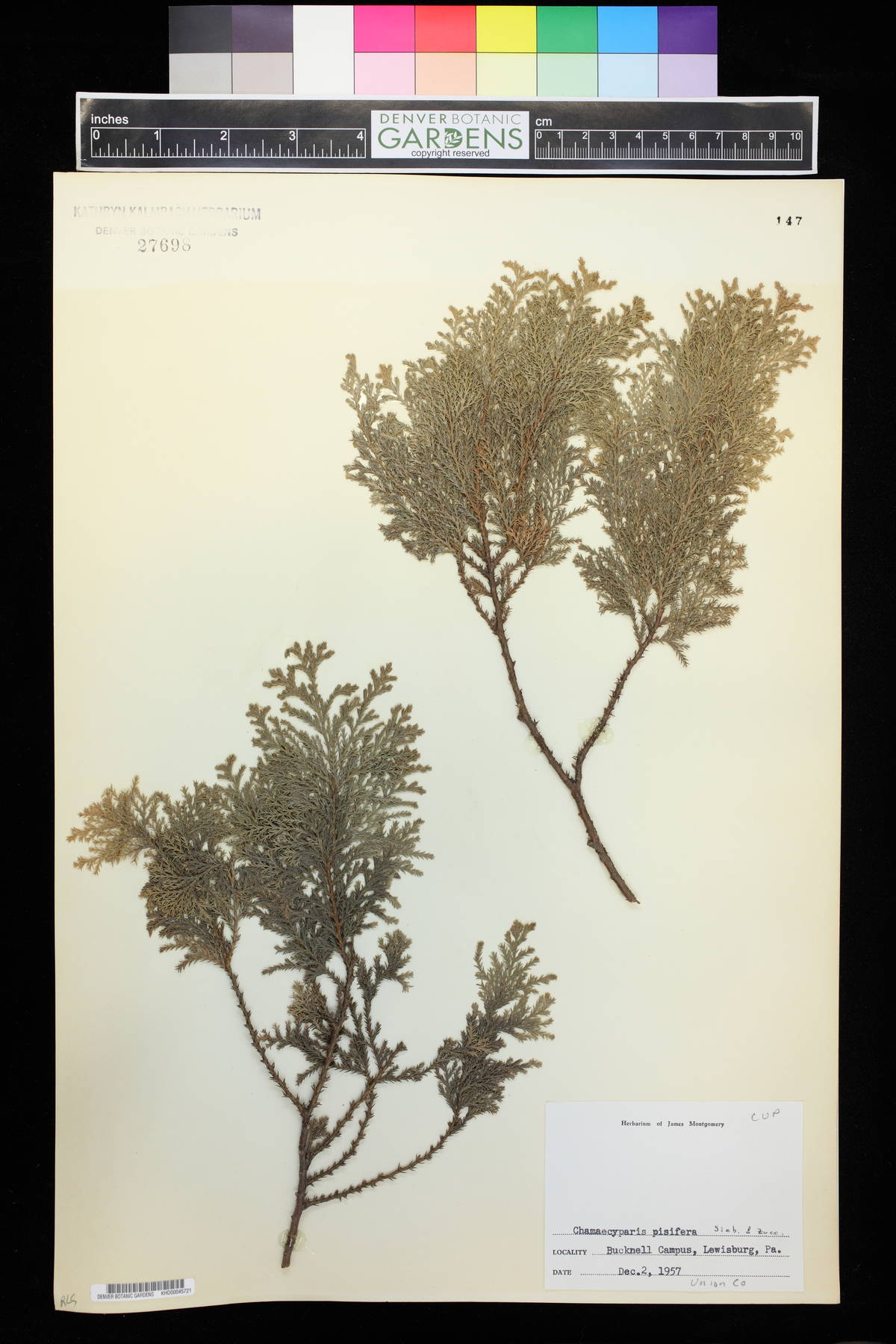 Chamaecyparis pisifera image