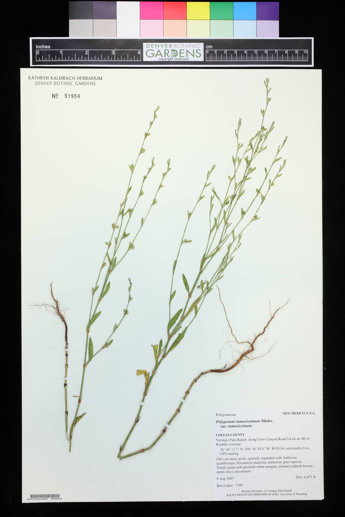 Polygonum ramosissimum var. ramosissimum image