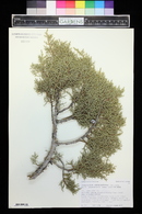 Juniperus osteosperma image