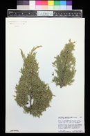 Juniperus monosperma image