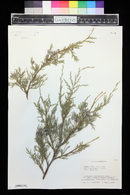 Juniperus scopulorum image