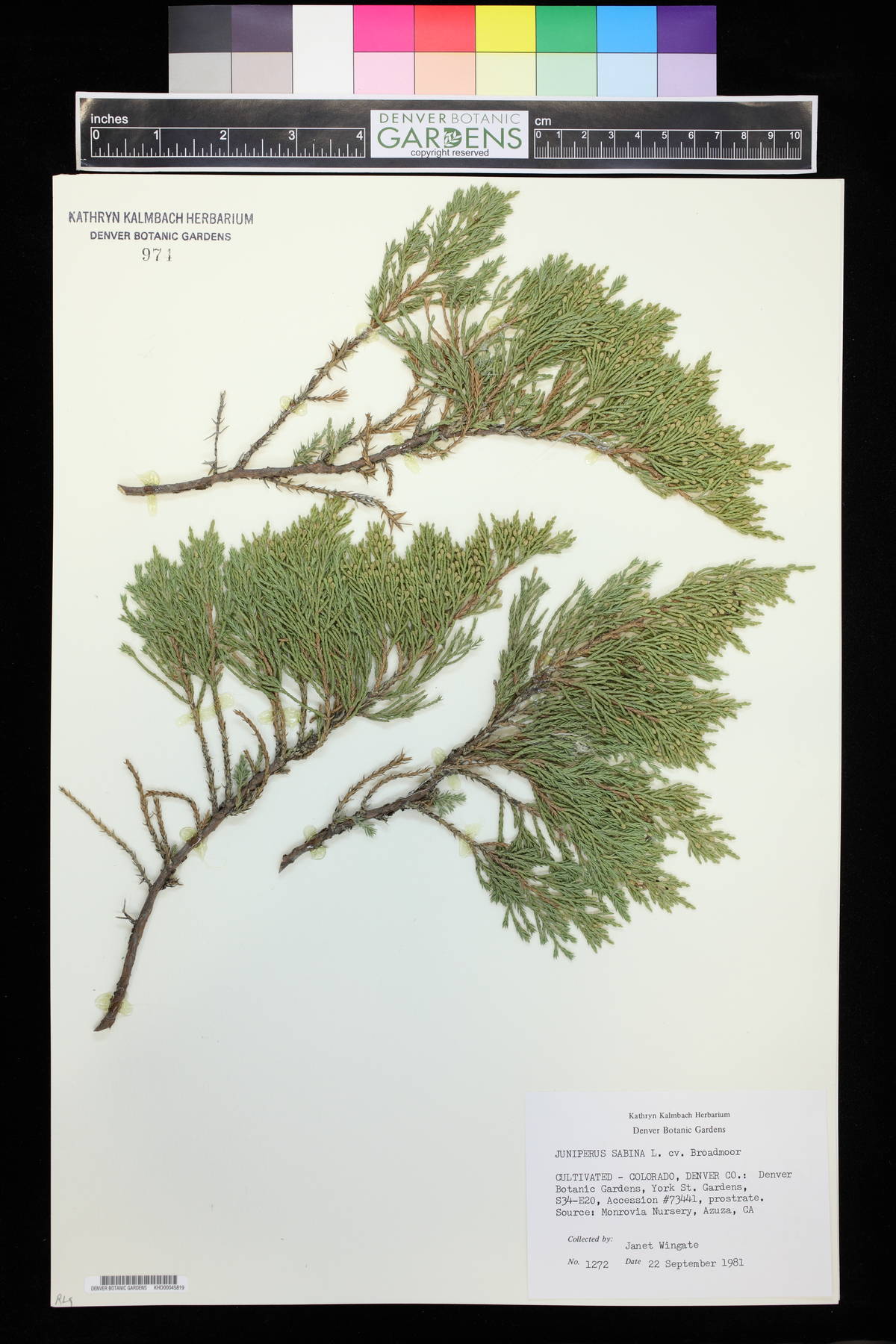 Juniperus sabina image