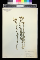 Linum flavum image