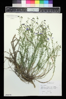 Linum alpinum image