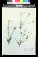 Linum salsoloides image