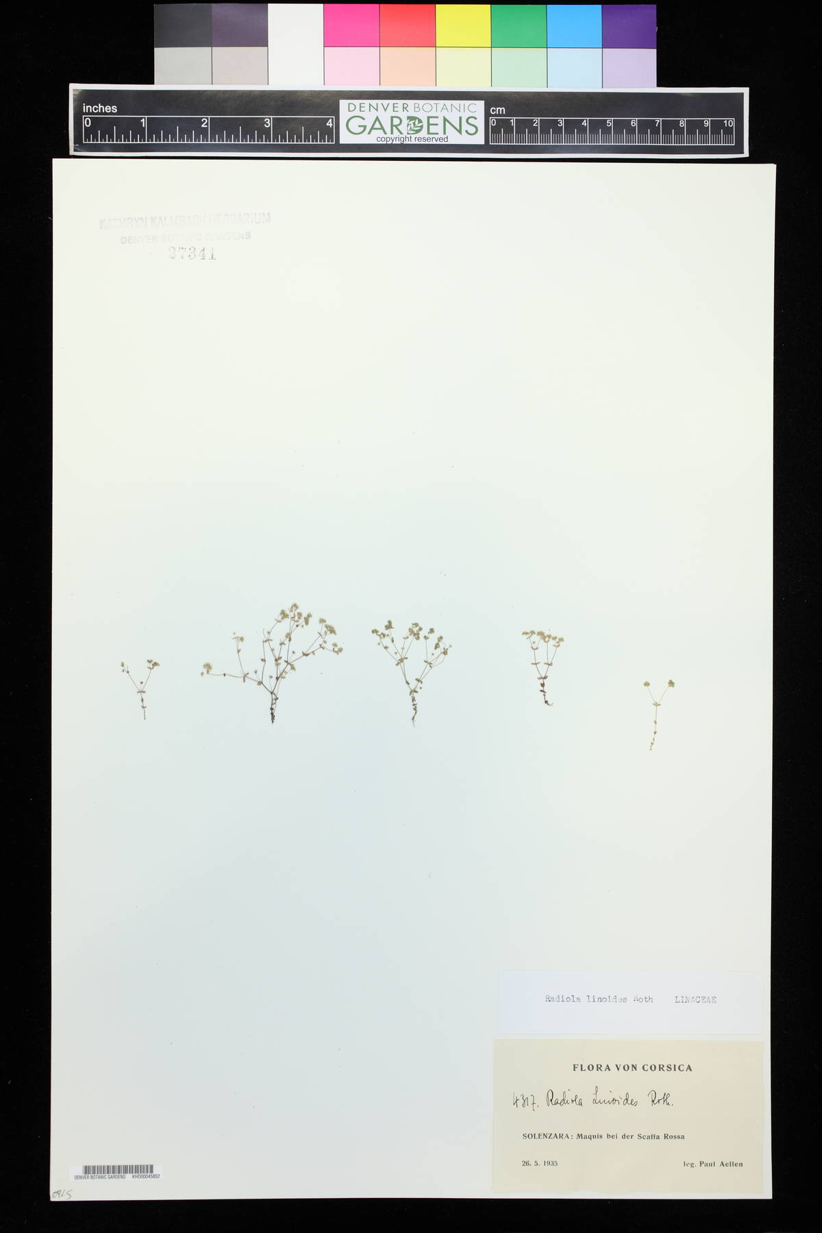 Radiola linoides image