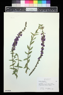 Lythrum virgatum image