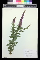 Lythrum virgatum image