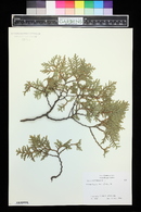 Thuja occidentalis image