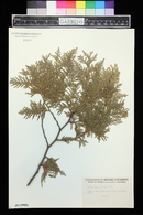 Thuja occidentalis image