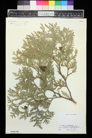 Thuja occidentalis image