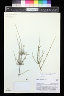 Ephedra aspera image