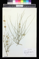 Ephedra torreyana image