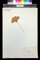 Ginkgo biloba image