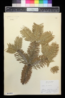 Abies cephalonica image