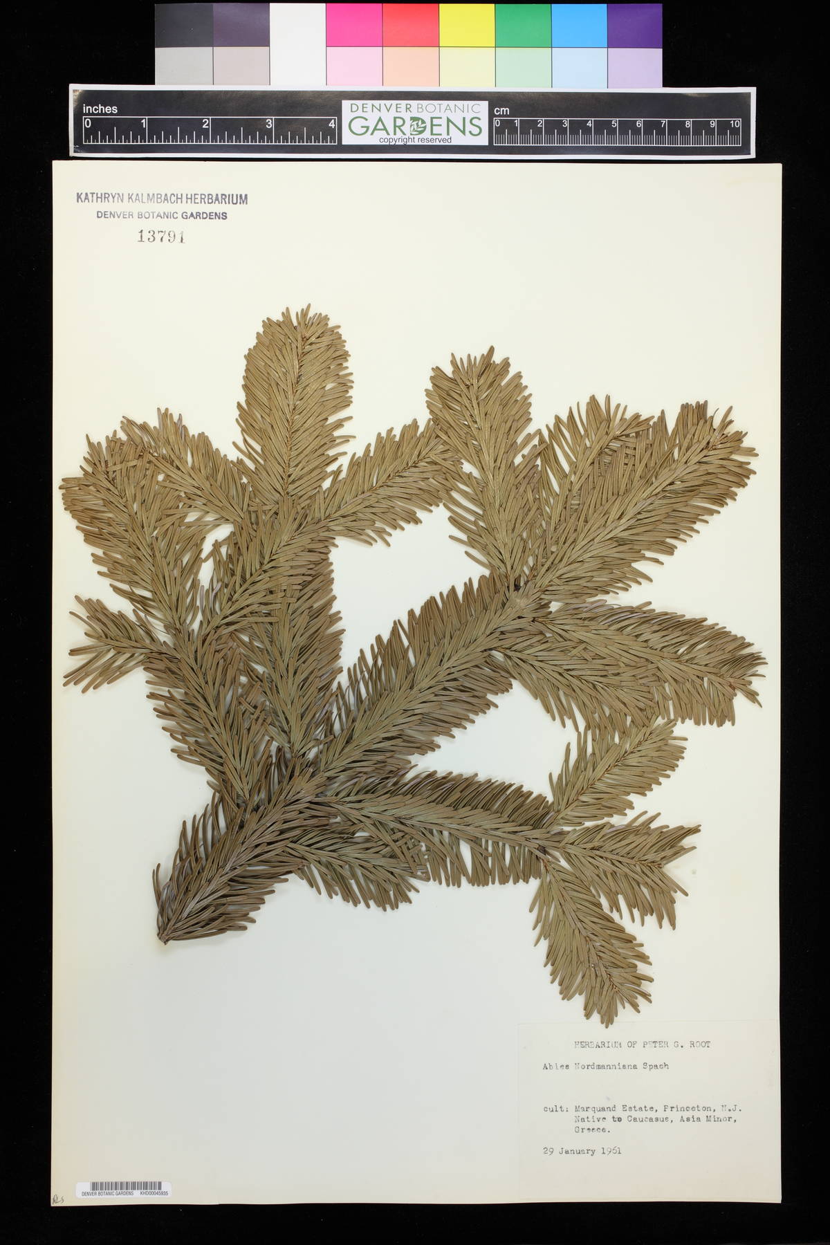 Abies nordmanniana image