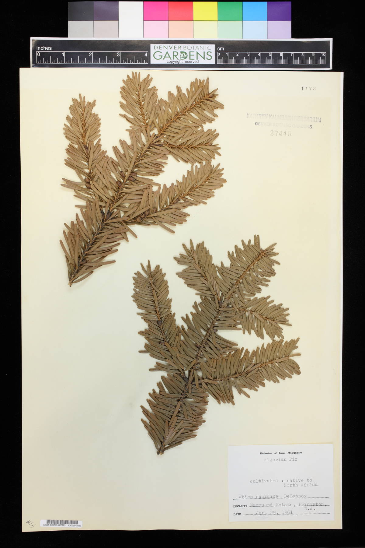 Abies numidica image