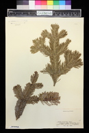 Abies cilicica image