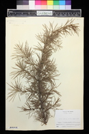 Cedrus deodara image