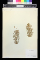 Cunninghamia lanceolata image