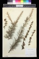 Larix decidua image