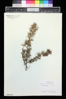 Larix laricina image