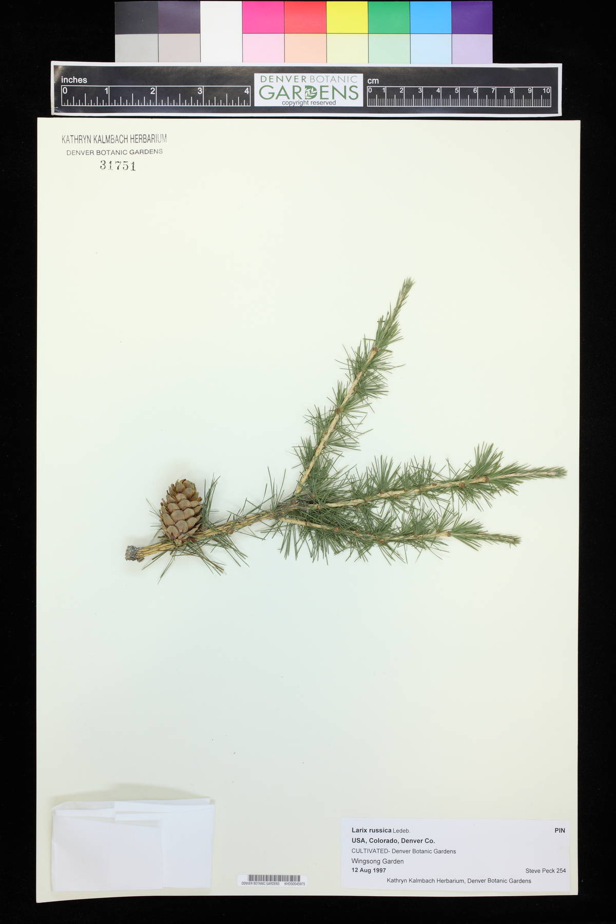 Larix sibirica image