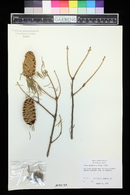 Picea sitchensis image