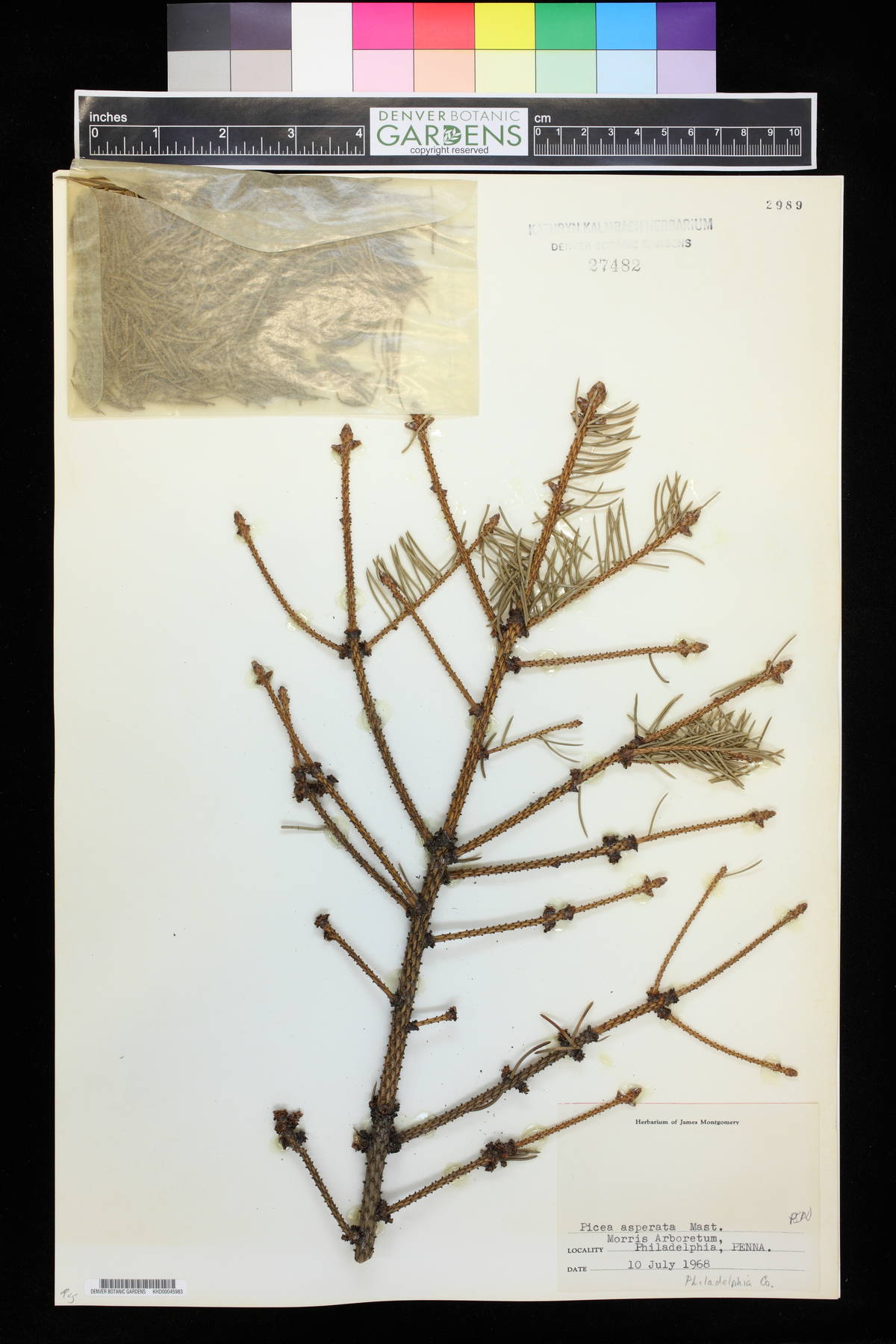 Picea asperata image