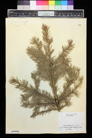 Picea glauca image