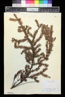 Picea mariana image