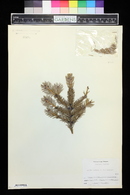 Picea omorika image
