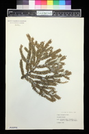 Picea orientalis image